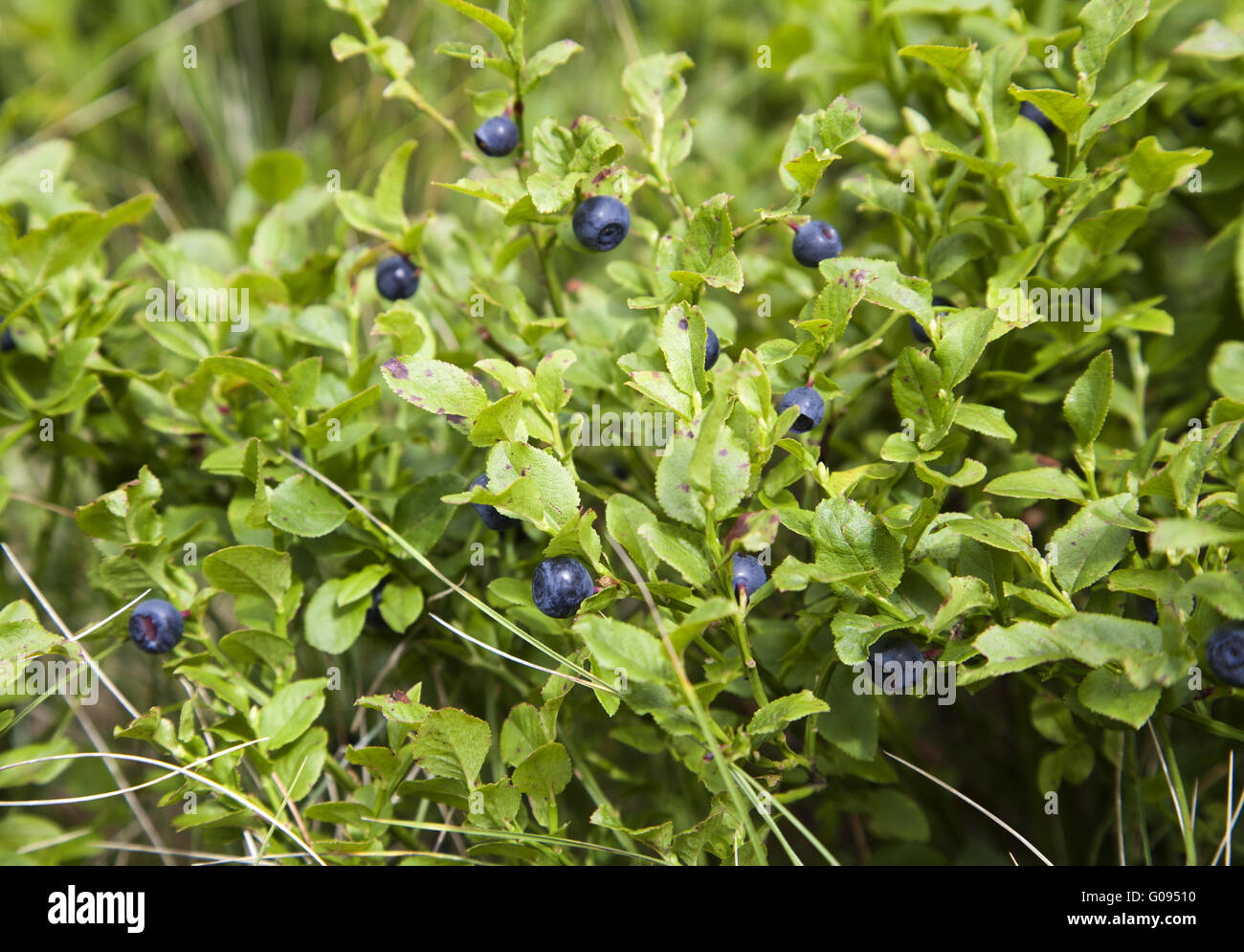 Growing blueberry hires stock photography and images Alamy