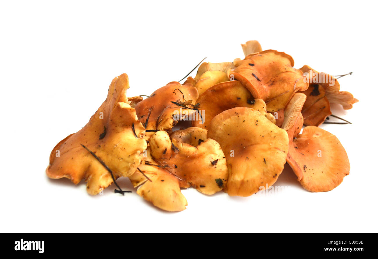 handful of yellow chanterelles Stock Photo