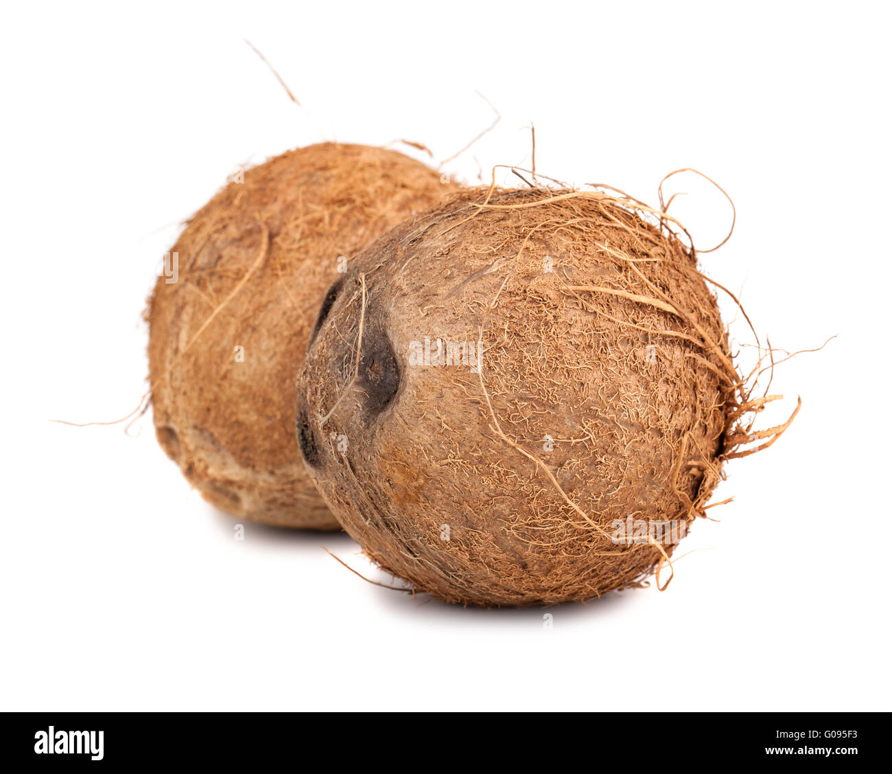 Two ripe coconut Stock Photo Alamy