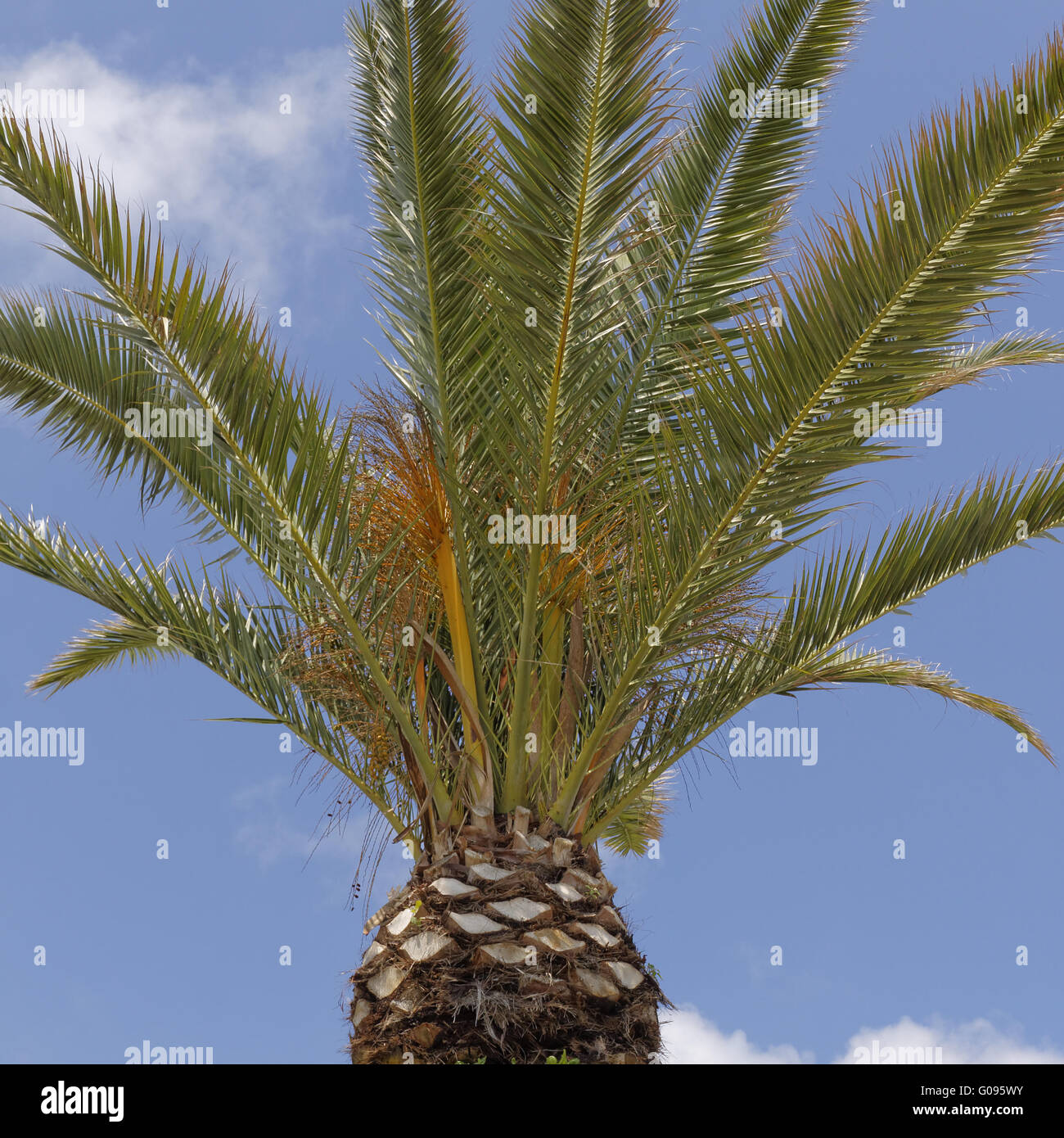 Phoenix canariensis, Date palm, Canary Date palm Stock Photo Alamy