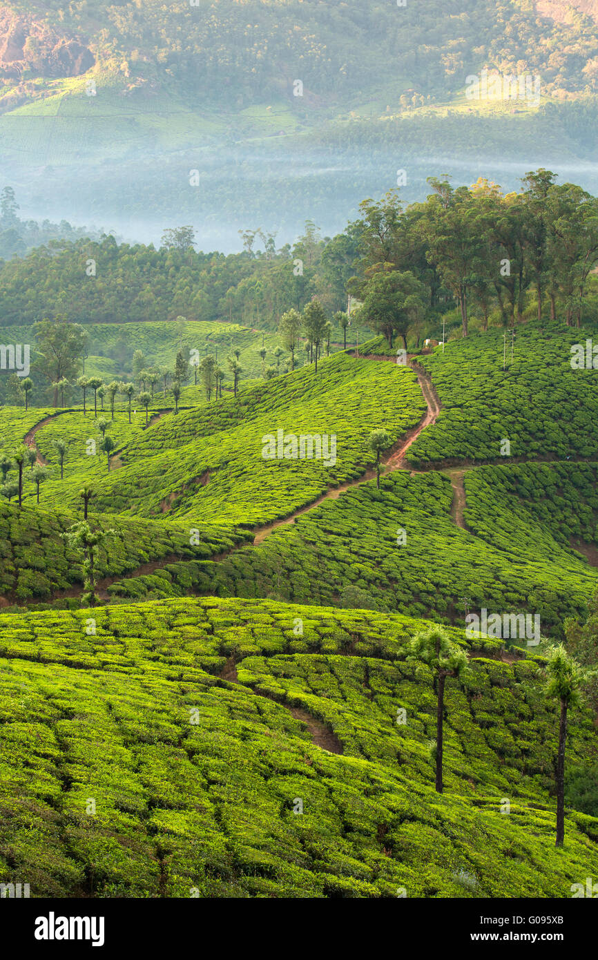 Tea plantations in Munnar, Kerala, India Stock Photo