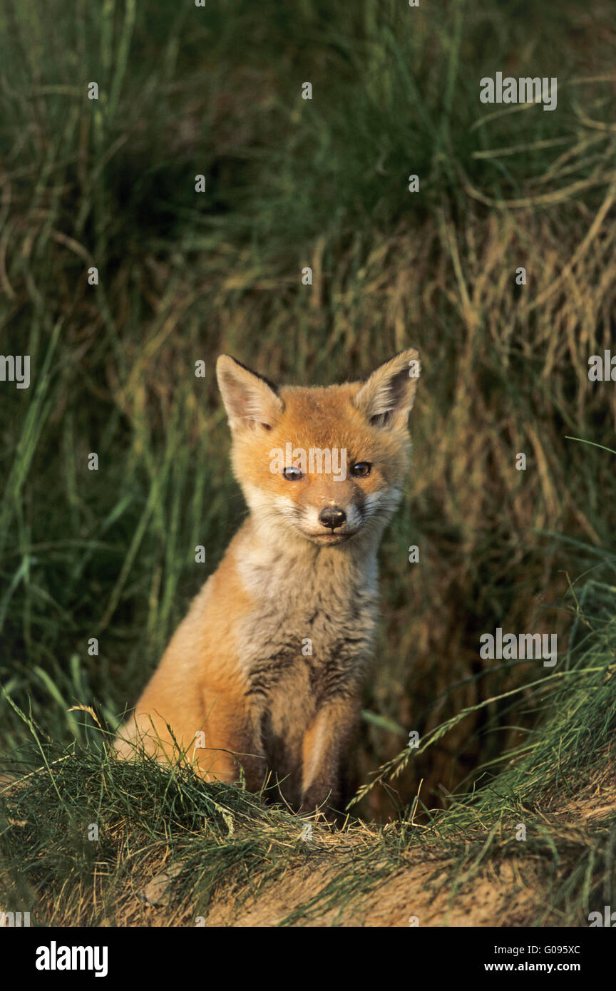Red Fox kit sitting in front of the burrow Stock Photo Alamy