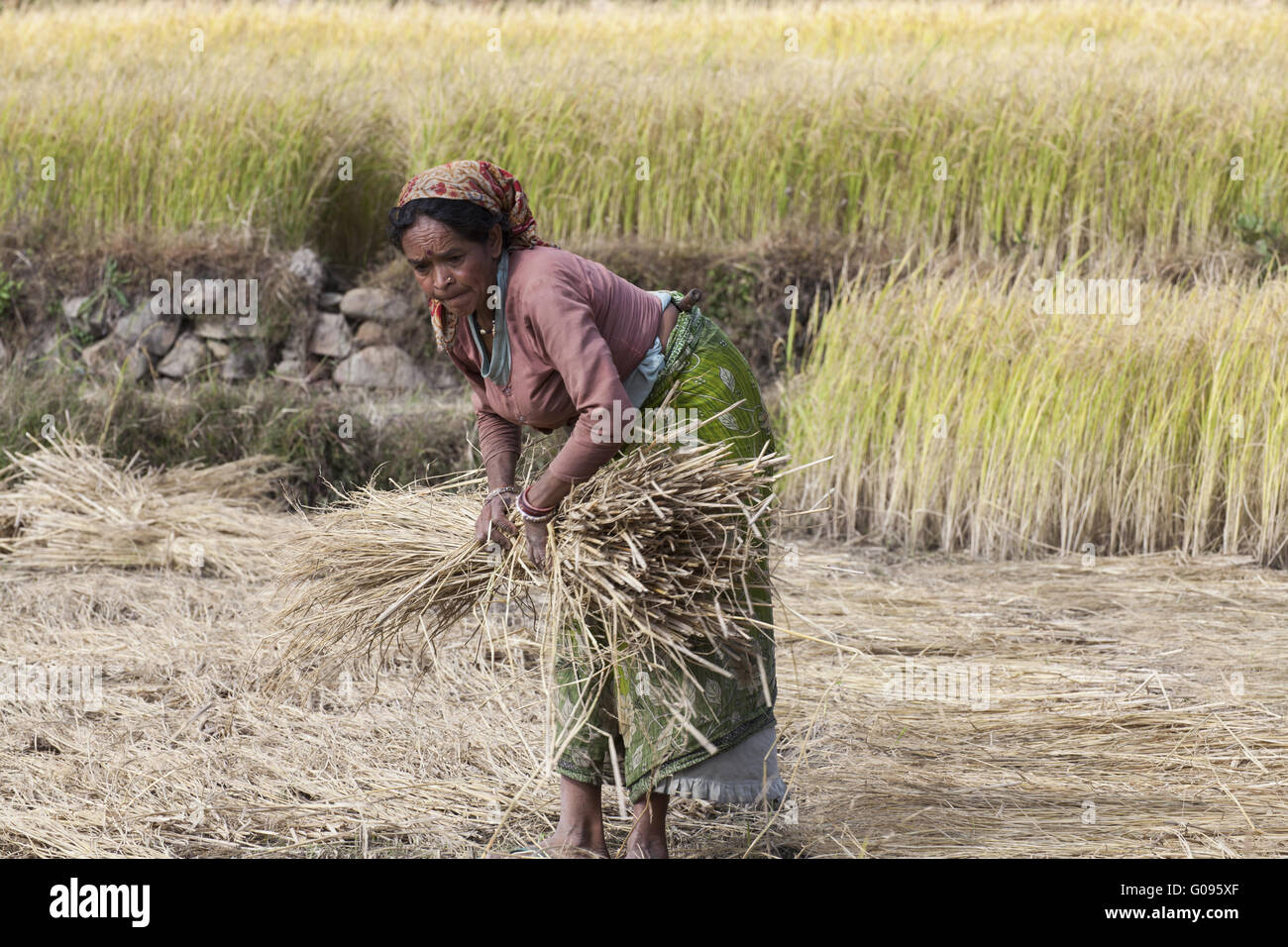Indian woman harvest rice straw, North India Stock Photo