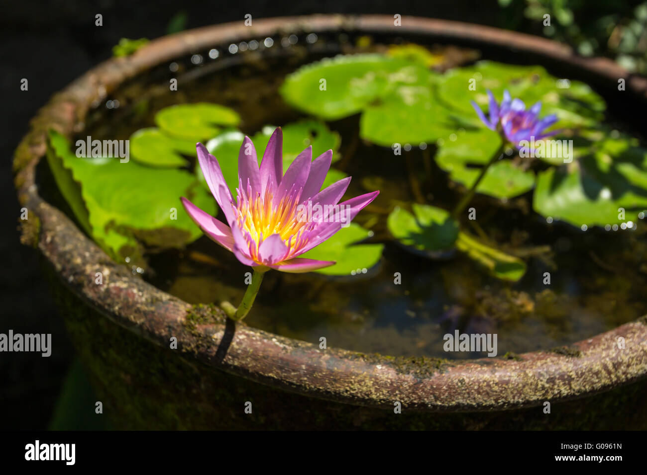 Beautiful water lily flower in a stone water pot Stock Photo