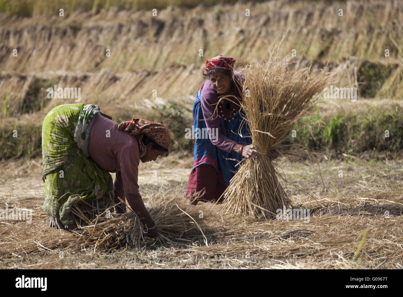 Indian woman harvest rice straw, North India Stock Photo