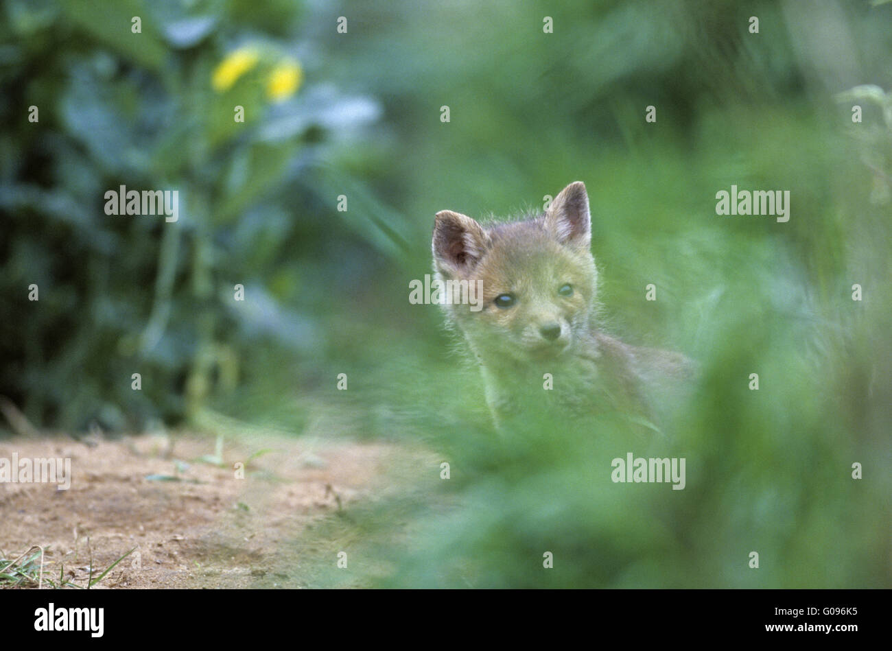 Foxs burrow hires stock photography and images Alamy