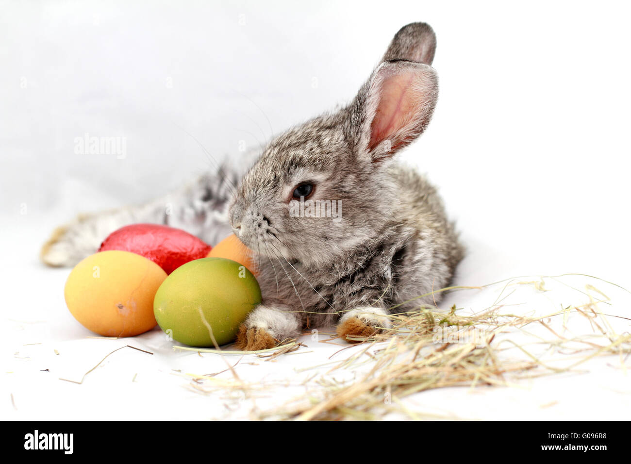 Cute gray rabbit with Easter eggs isolated on white Stock Photo - Alamy