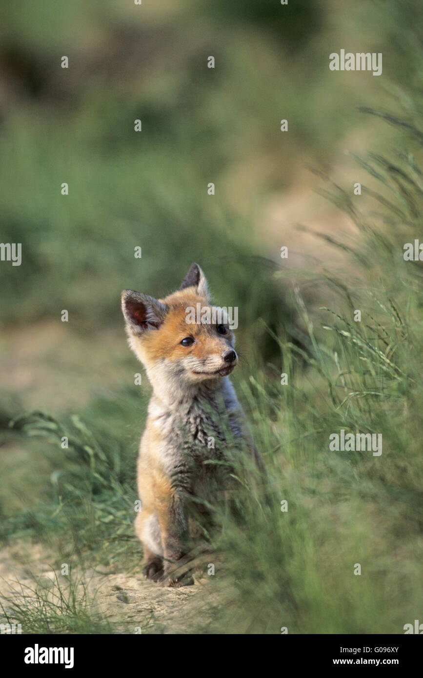 Red Fox kit sitting in front of the foxs burrow Stock Photo Alamy