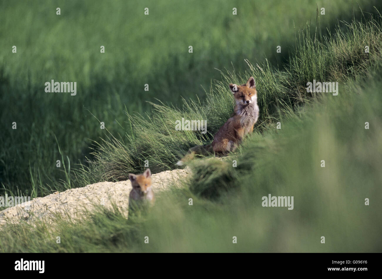 Foxs burrow hires stock photography and images Alamy