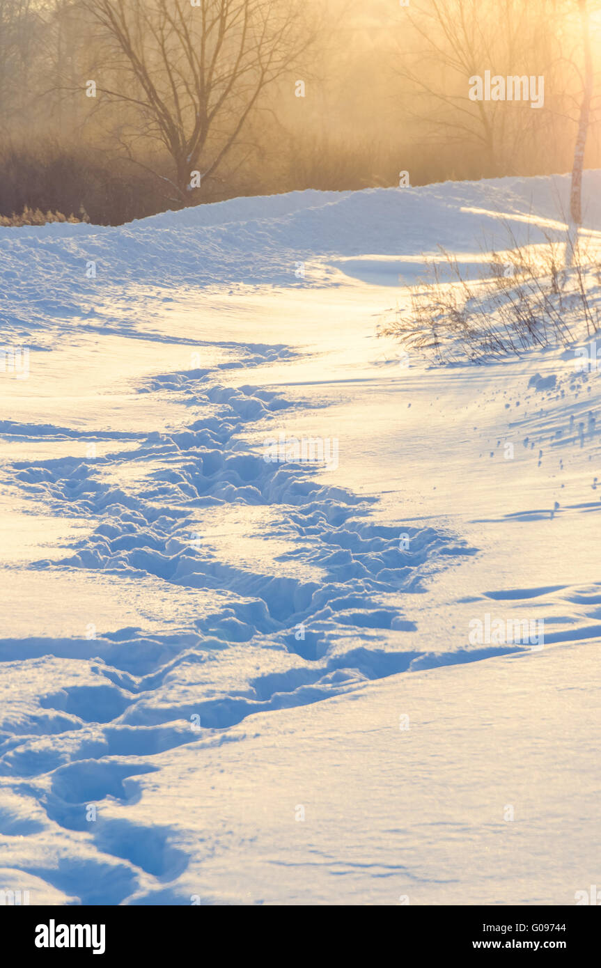 winter human footprints in the snow at sunrise Stock Photo - Alamy