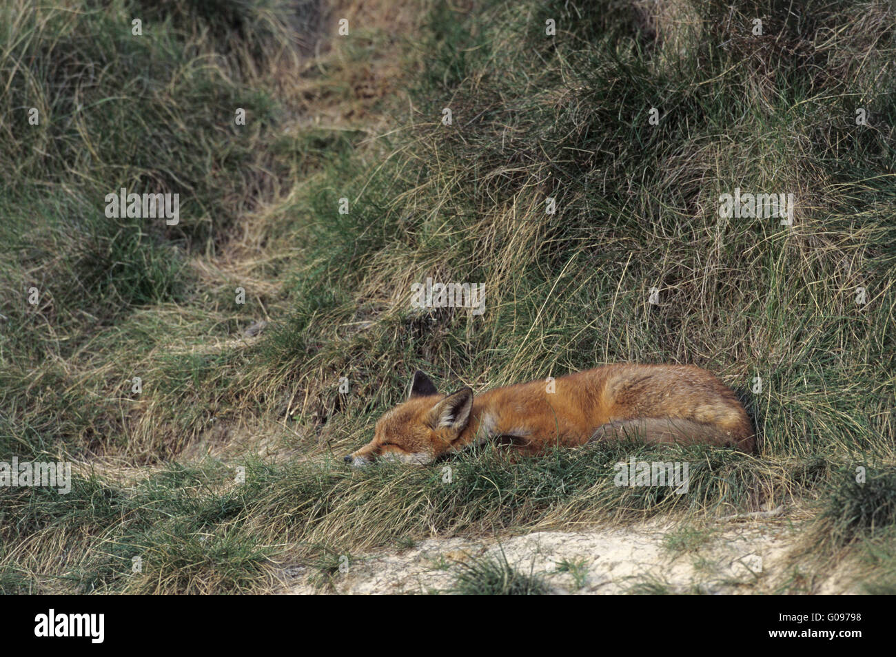 Sleep in burrows hires stock photography and images Alamy