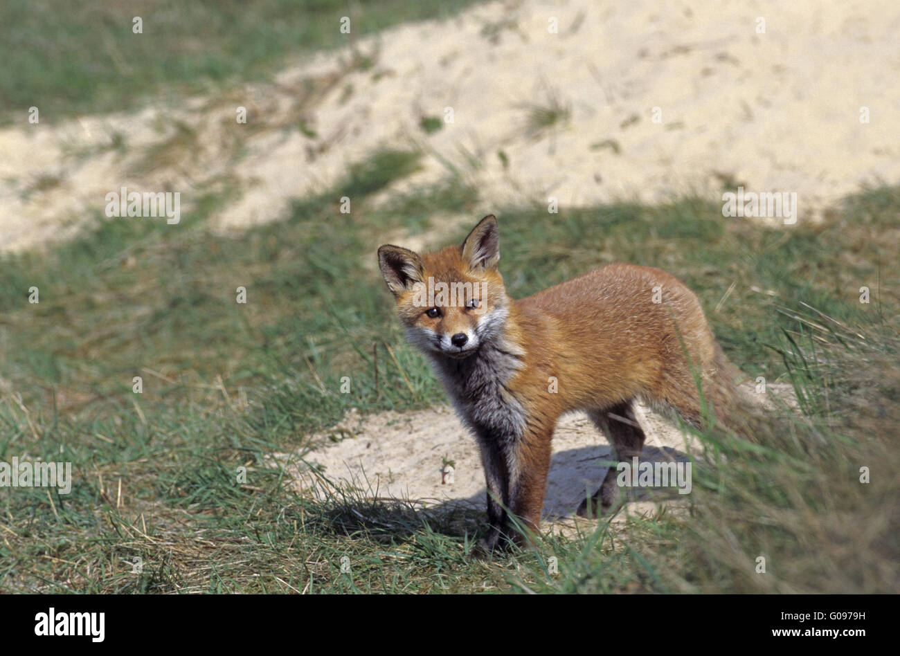 Red Fox kit intently looking in front of the den Stock Photo