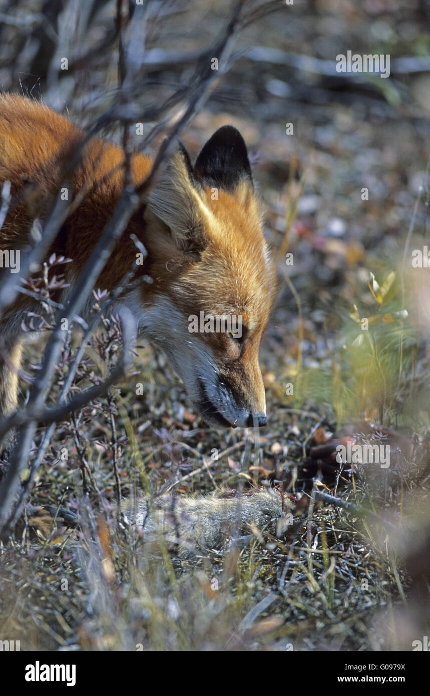 Red Fox with his kill an Arctic Ground Squirrel Stock Photo