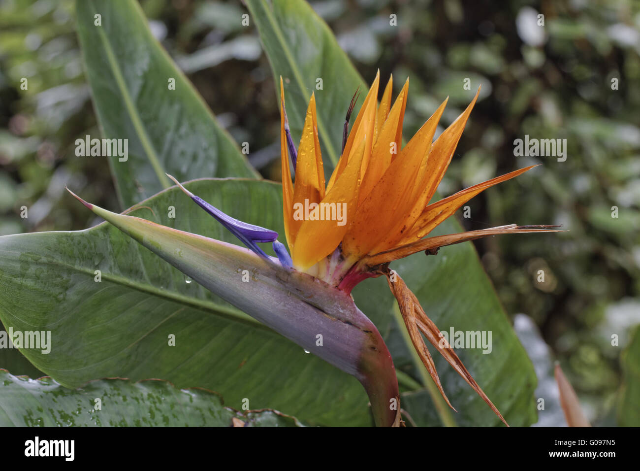Strelitzia reginae, Crane flower, Bird of Paradise Stock Photo