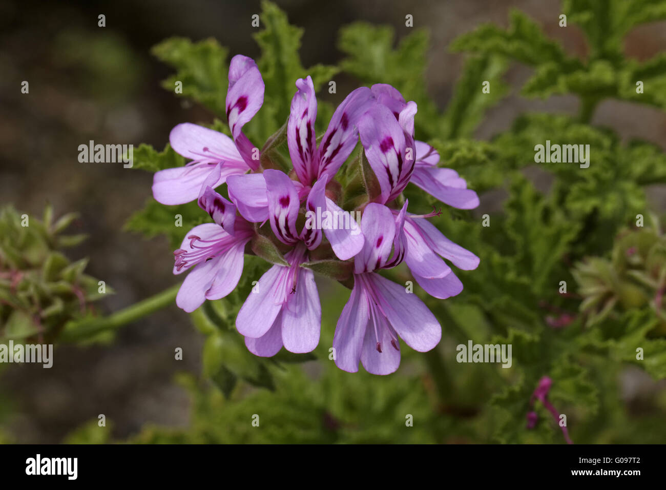 Pelargonium glutinosum, garden flower in Germany Stock Photo