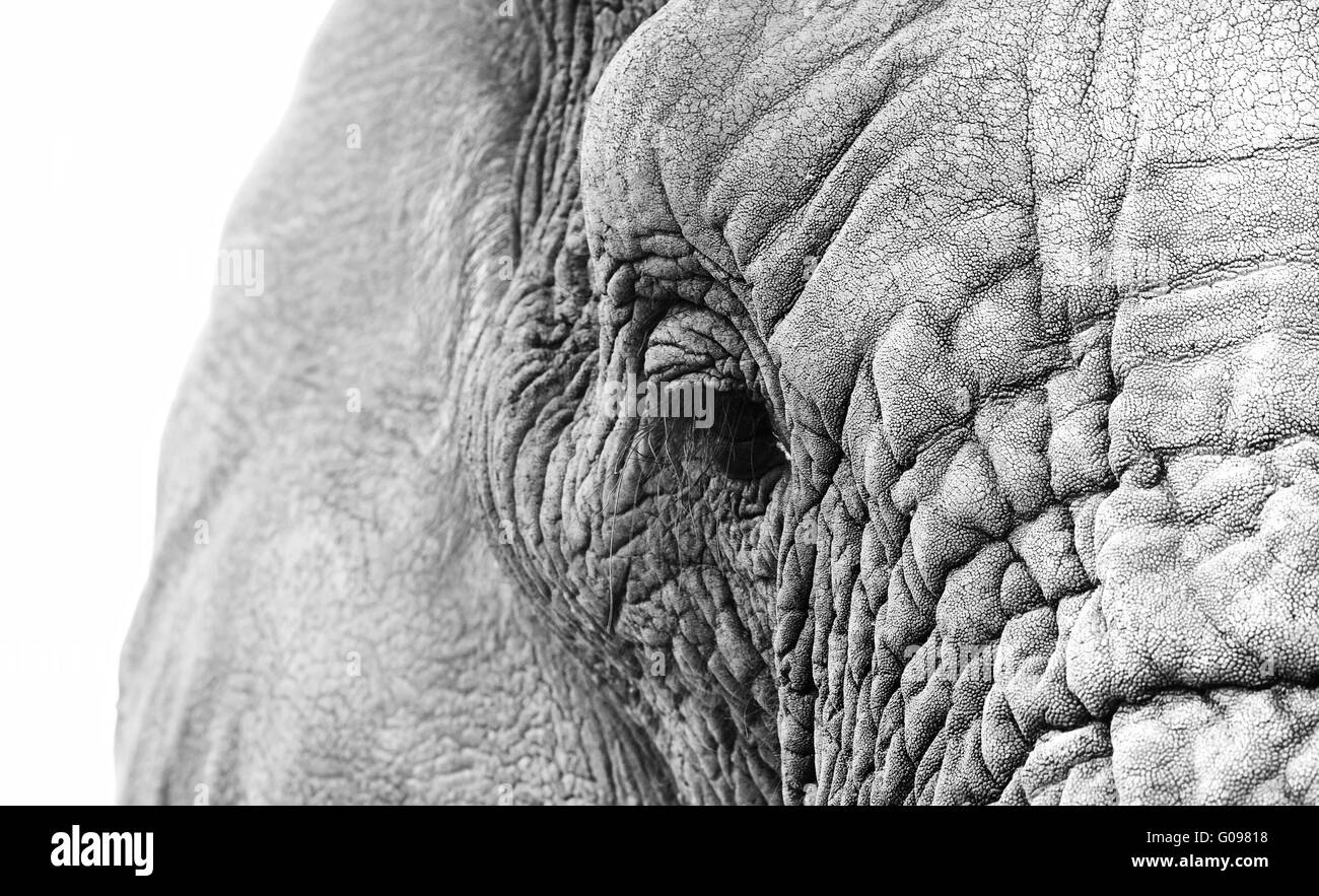 Elephant Close Up Stock Photo