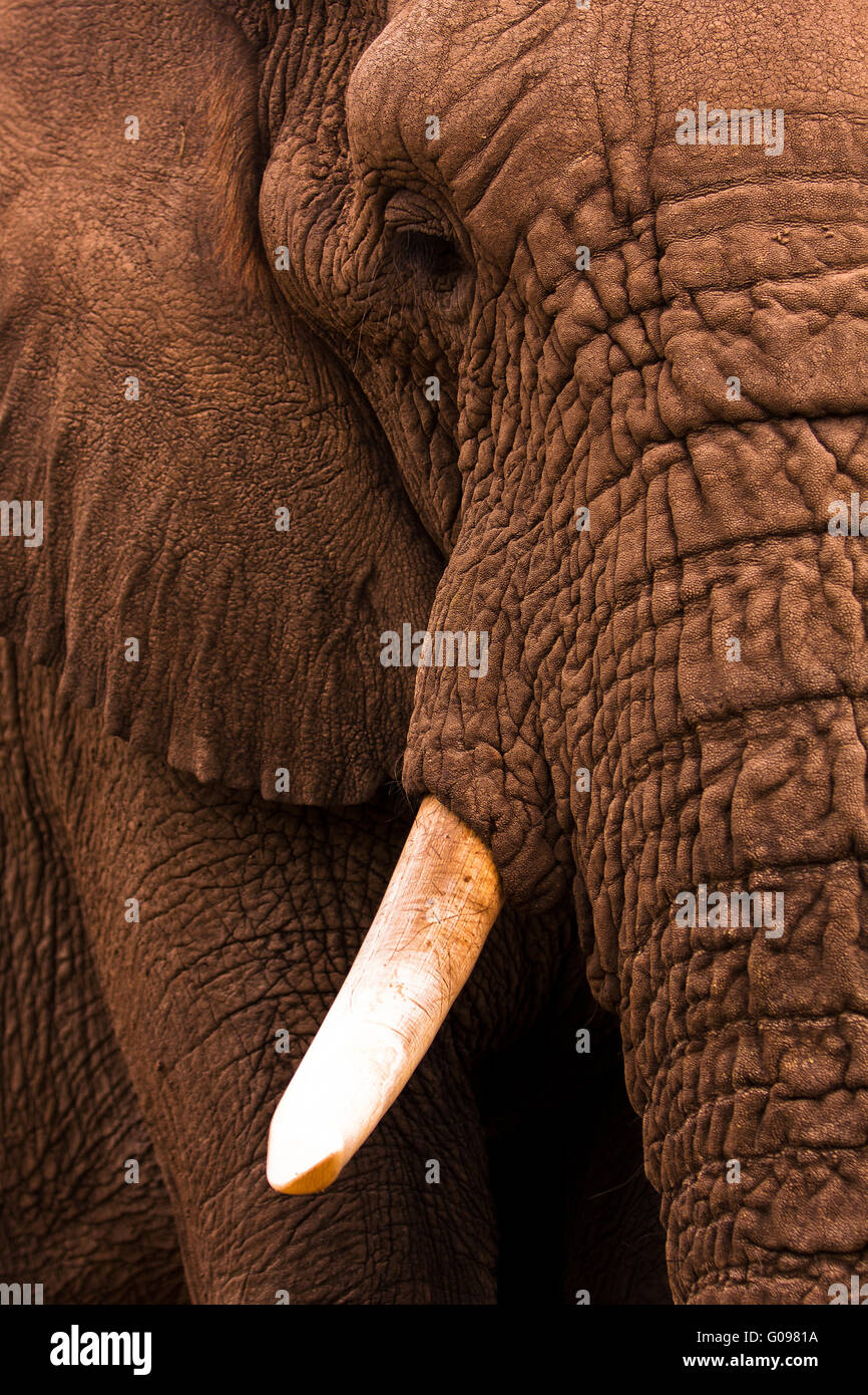 Elephant Close Up Stock Photo - Alamy