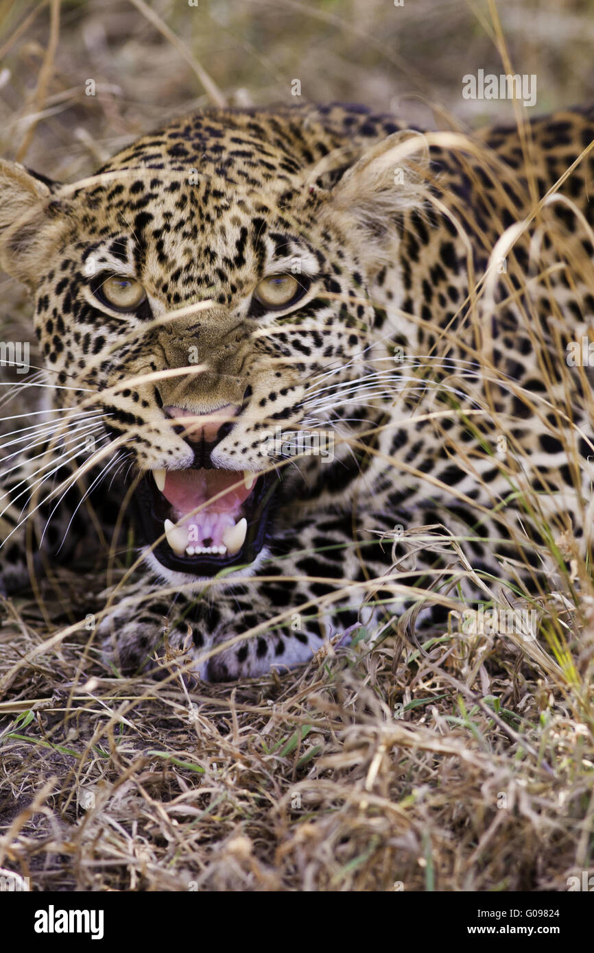 Leopard Growling Stock Photo