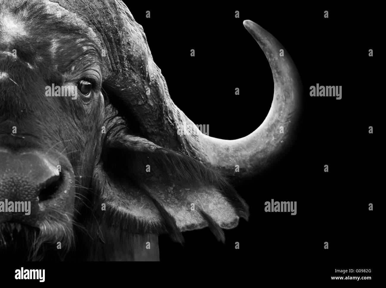 African Cape Buffalo Stock Photo