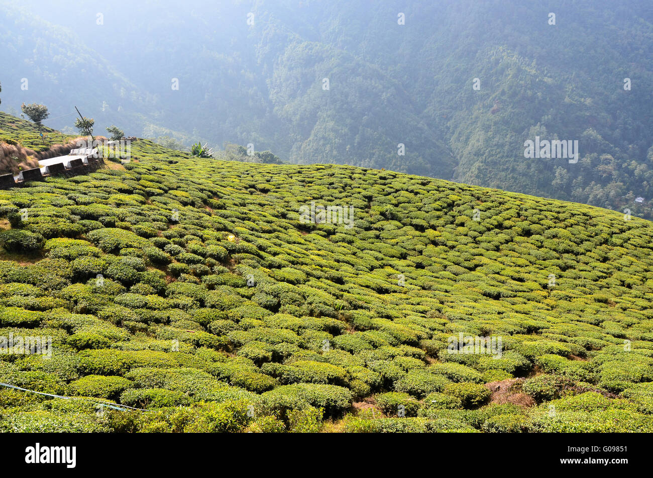Bloomfield Tea Garden, Darjeeling, West Bengal, India Stock Photo