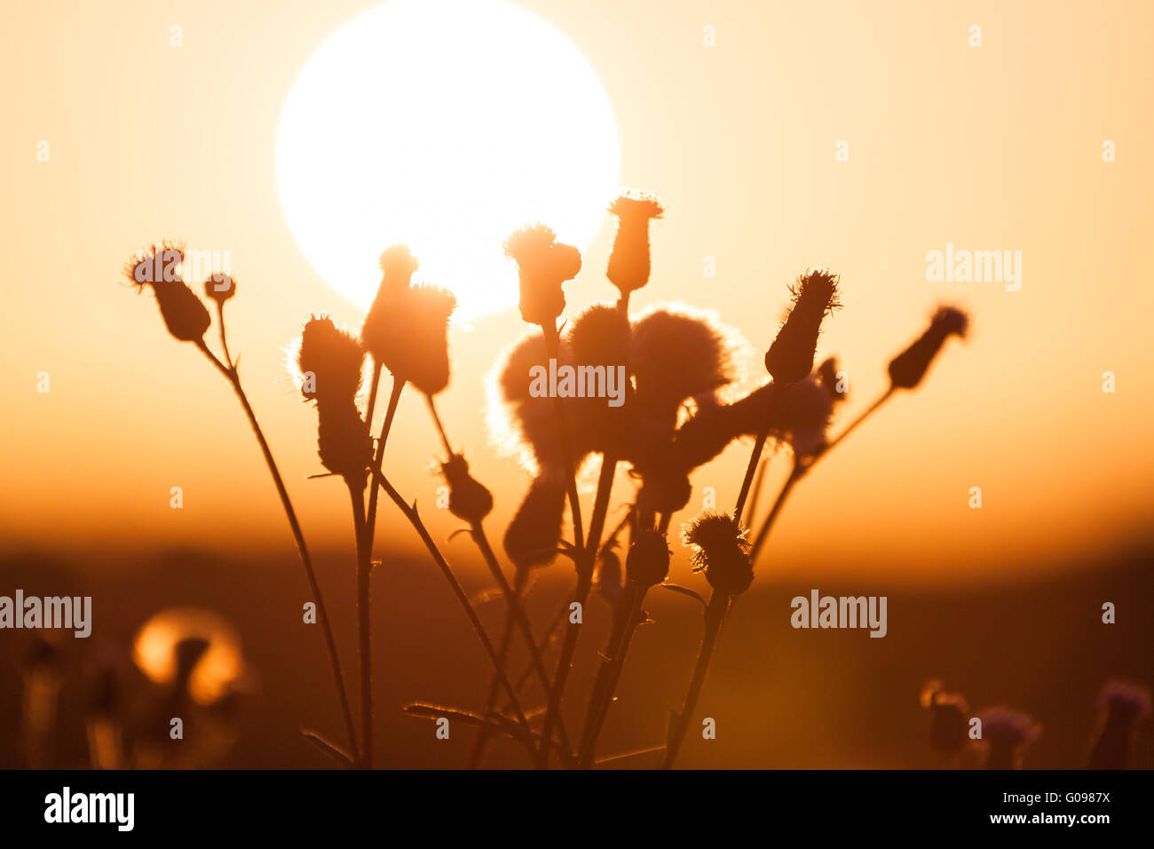 Field of grass during summer sunset Stock Photo - Alamy