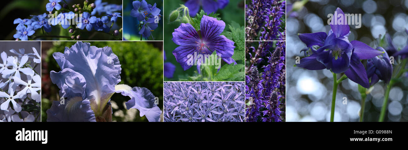 collage with perennial plants, blue Stock Photo