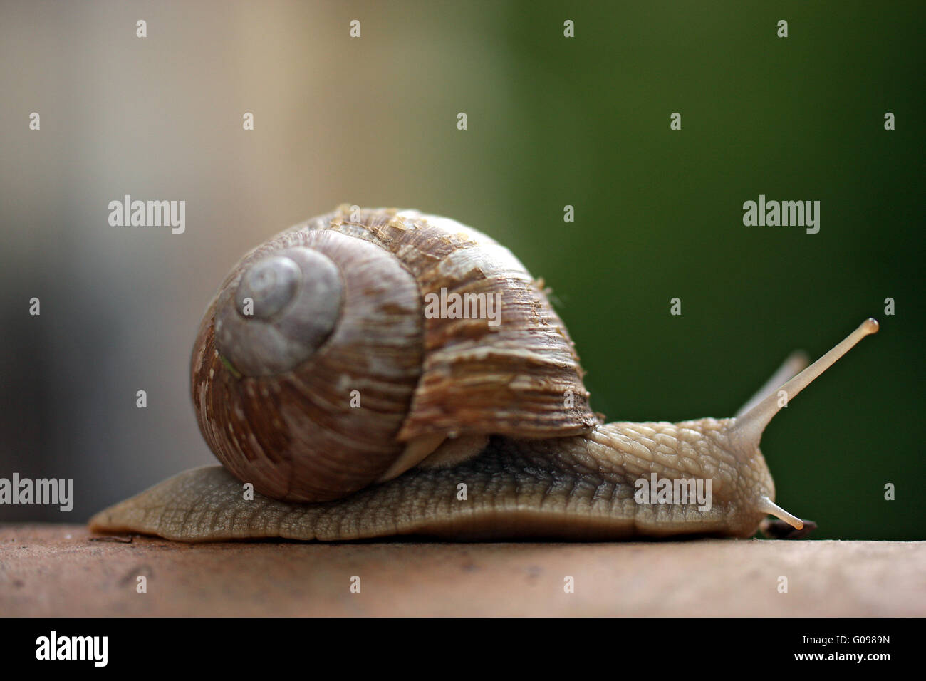 edible snail Stock Photo Alamy