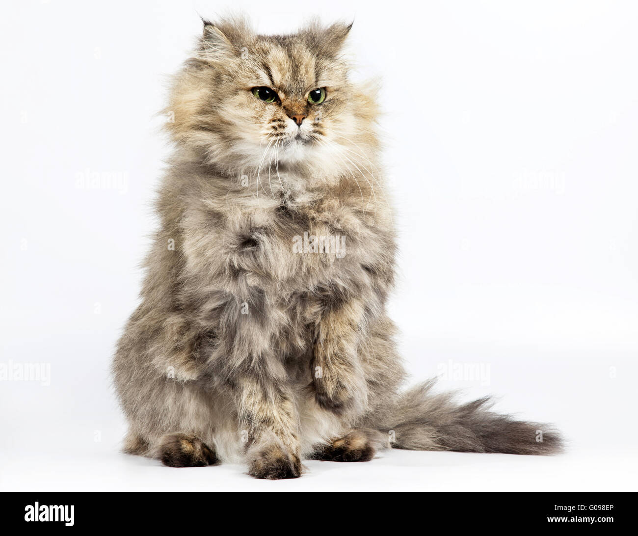 Persian cat golden chinchilla with one paw raised Stock Photo