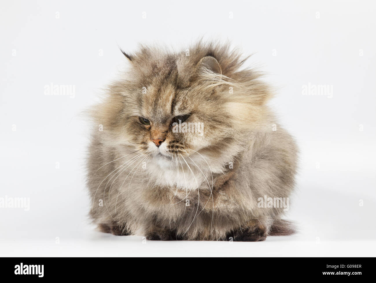 Persian cat golden chinchilla on white background Stock Photo