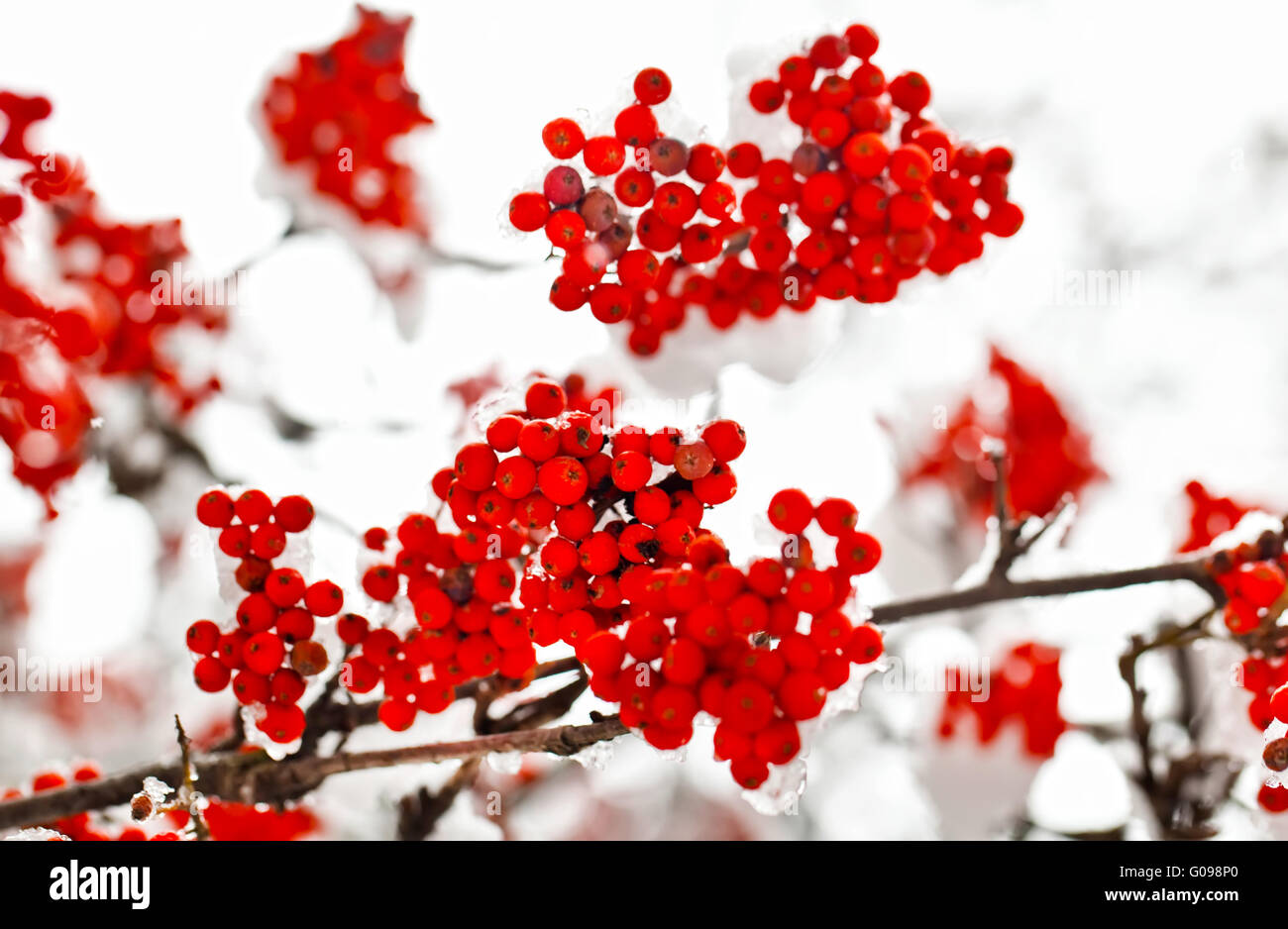 Frozen red ashberry branches under snow in winter Stock Photo