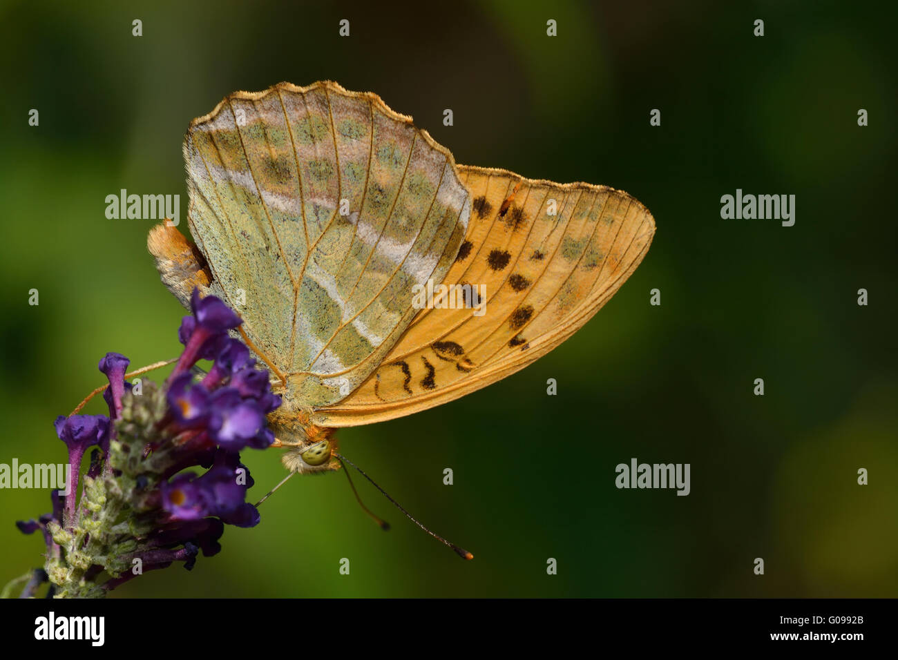 Silver-washed Fritillary Stock Photo