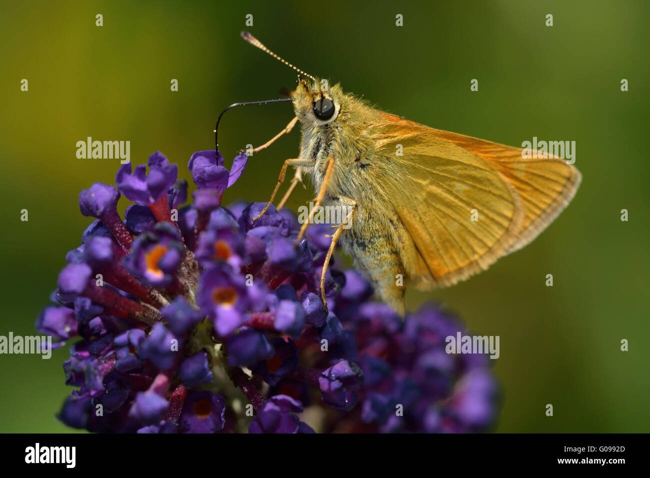 Skipper butterfly Stock Photo