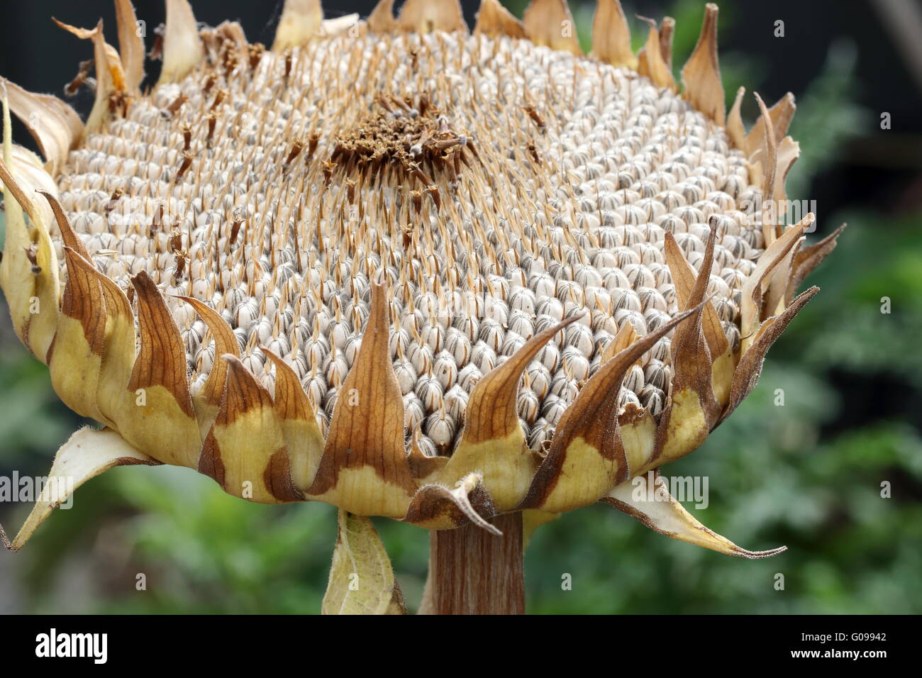 Close up of Fresh sunflower seeds on sunflower seed crown Stock Photo