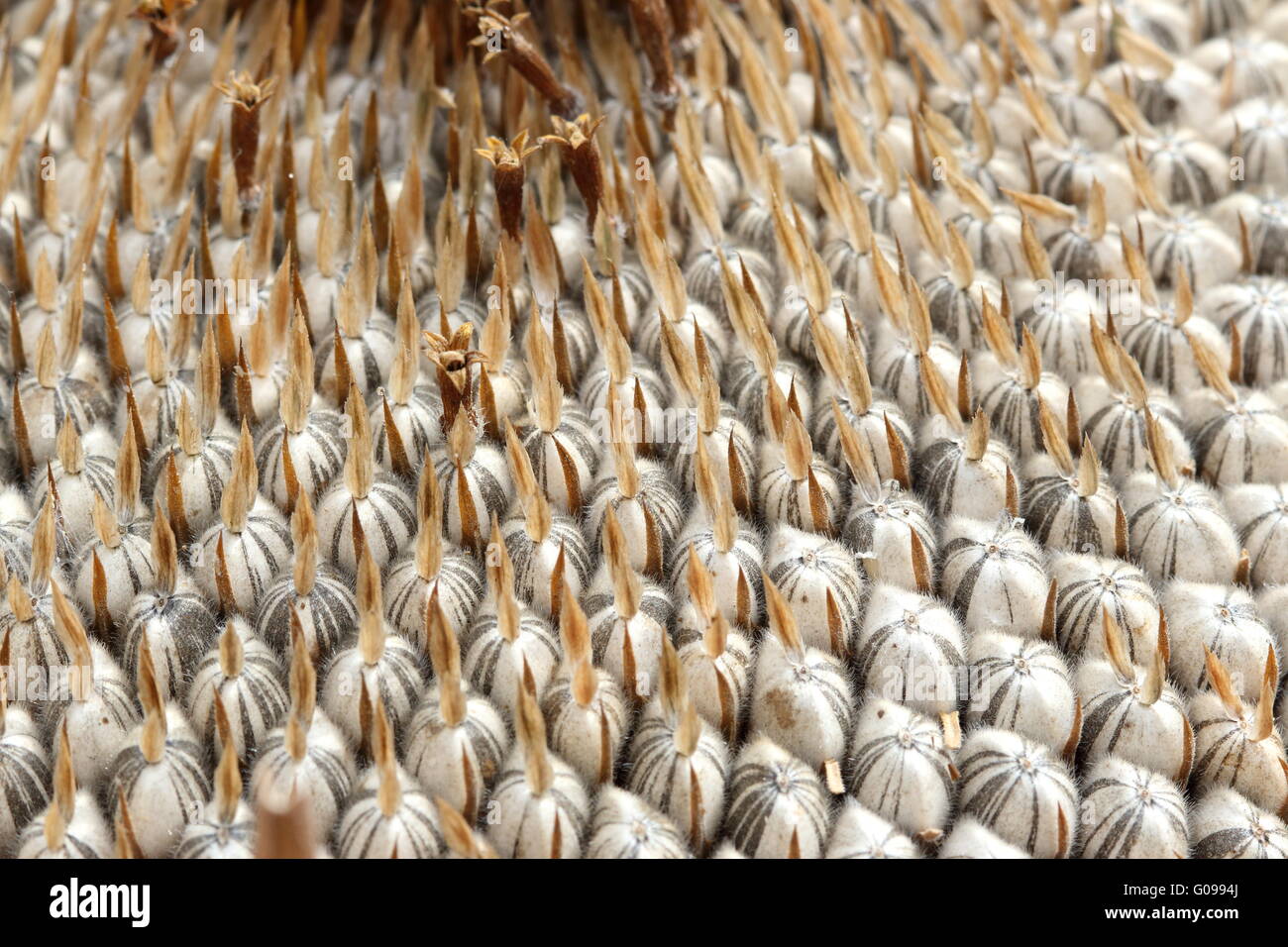 Close up of Fresh sunflower seeds on sunflower seed crown Stock Photo
