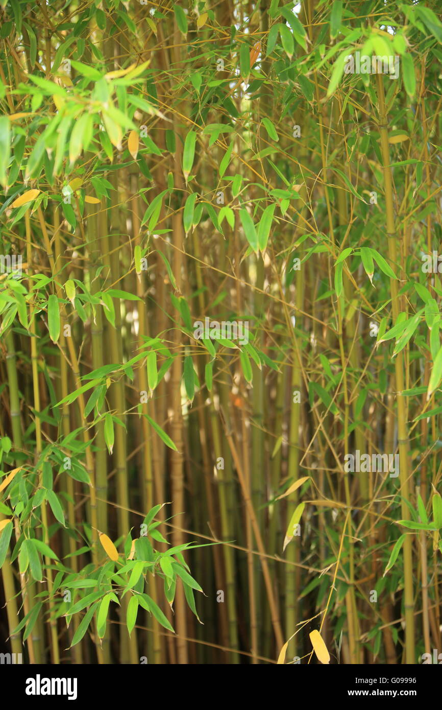 Stand of ornamental bamboo Stock Photo