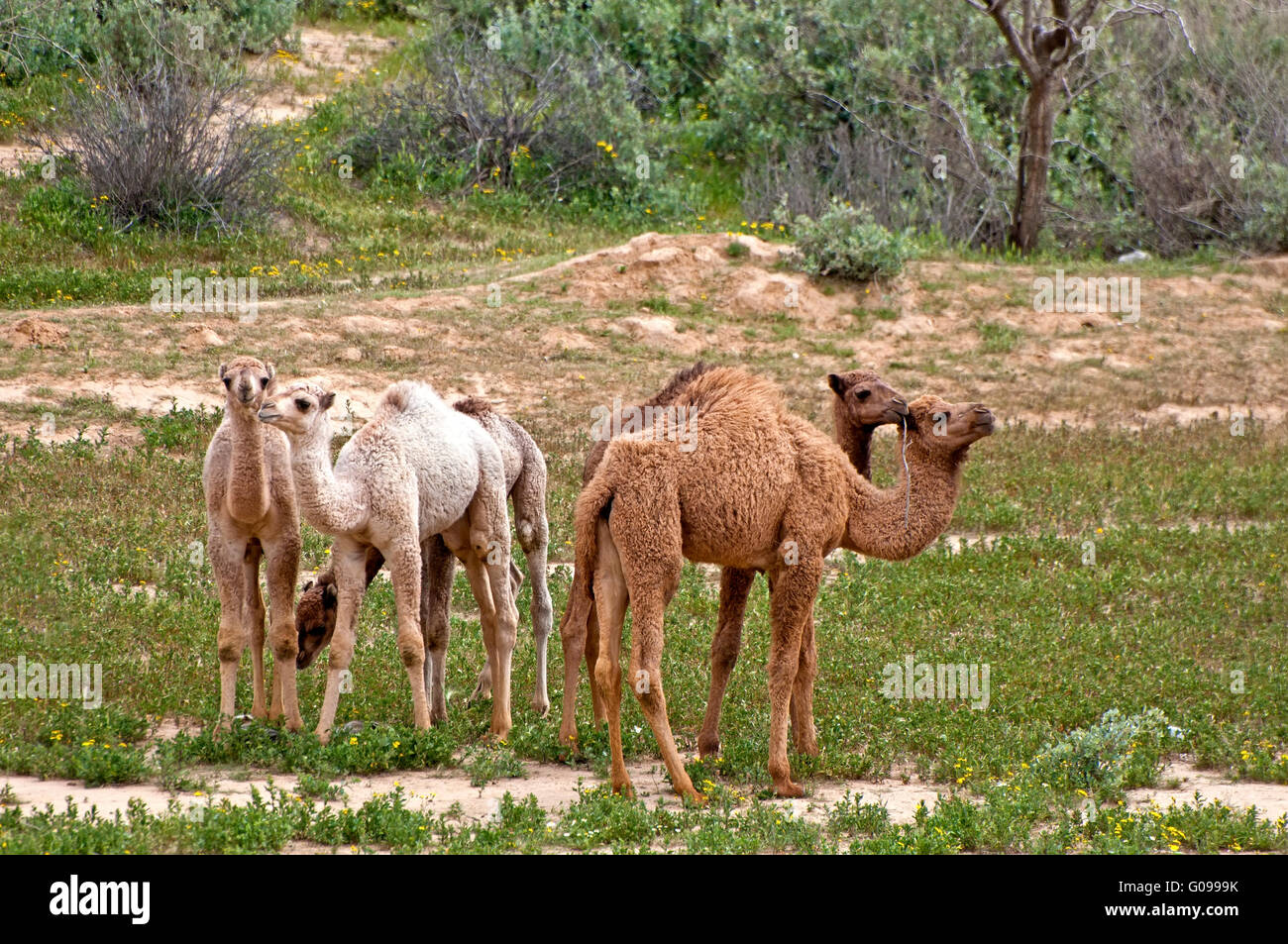 Young camels Group Stock Photo