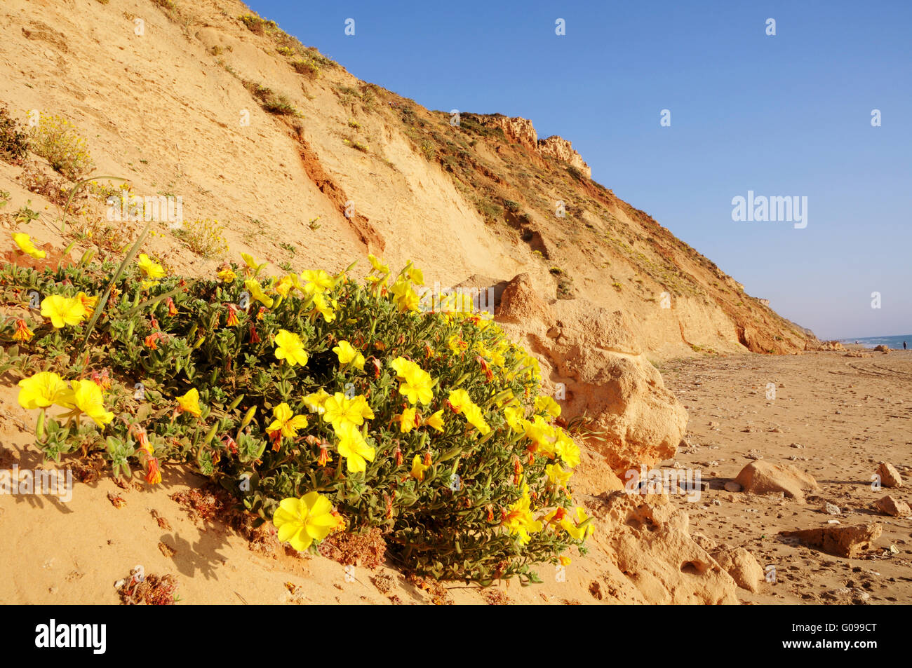 Flowers on sea shore cliff,  Netanya, Israel Stock Photo