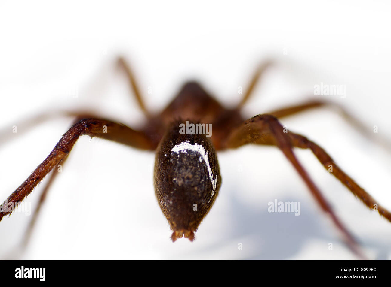 Closeup of water spider (Aranei, Argyroneta aquatica) Stock Photo