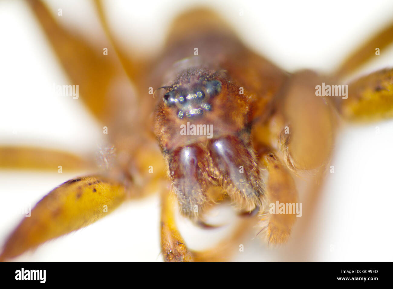 Closeup of water spider (Aranei, Argyroneta aquatica) Stock Photo