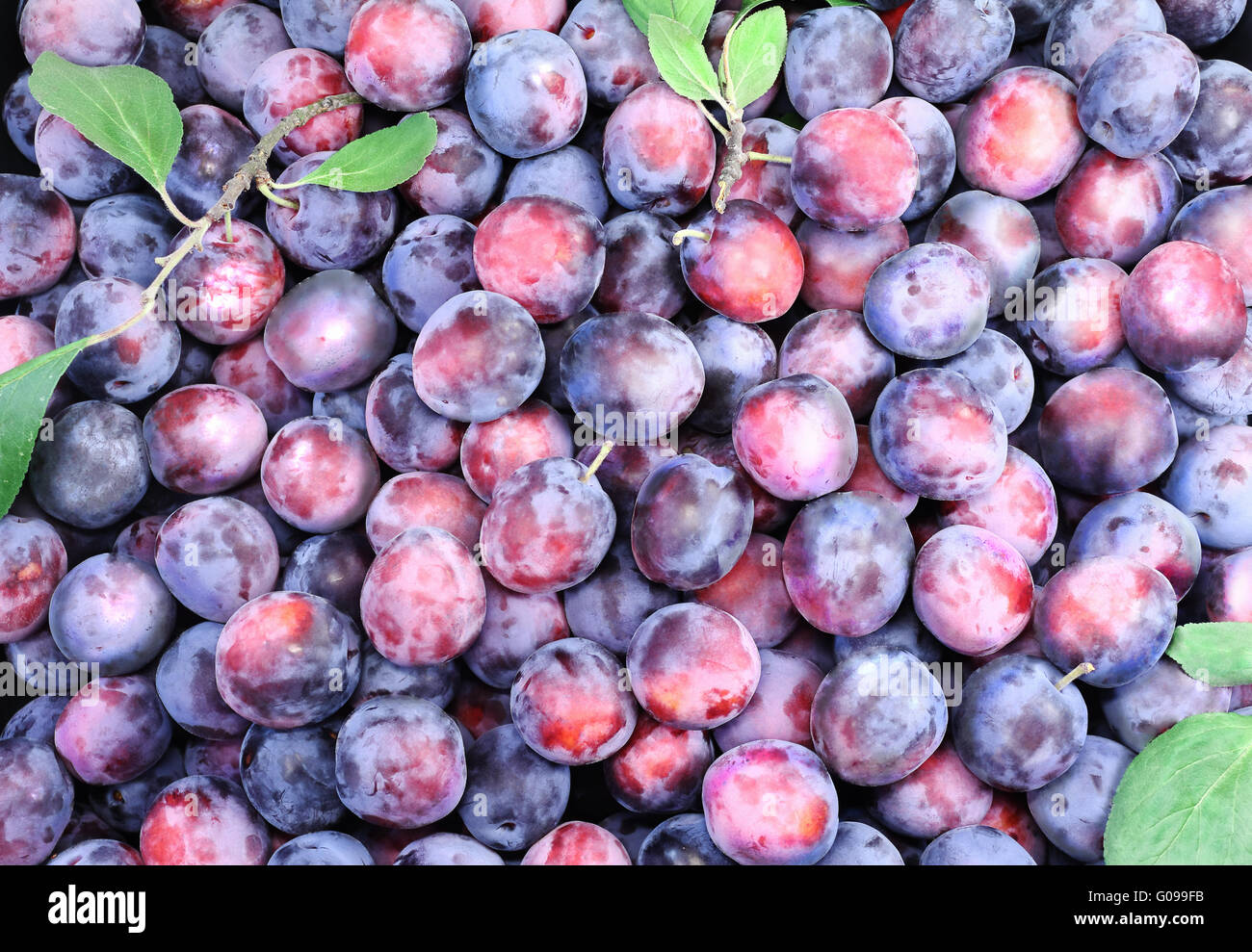 Large ripe plums in large quantities. Stock Photo