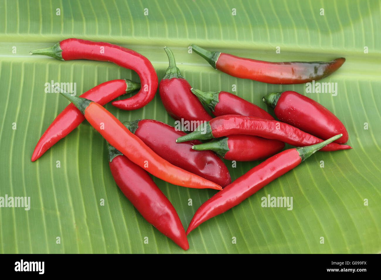 Freshly picked home grown long hot red chillies on banana leaf Stock Photo