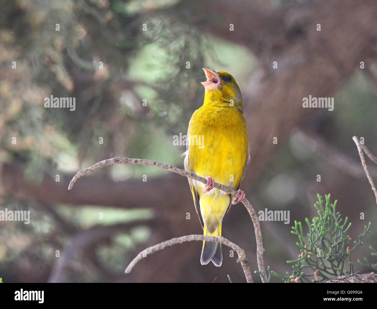 Greenfinch sings in the forest Stock Photo Alamy