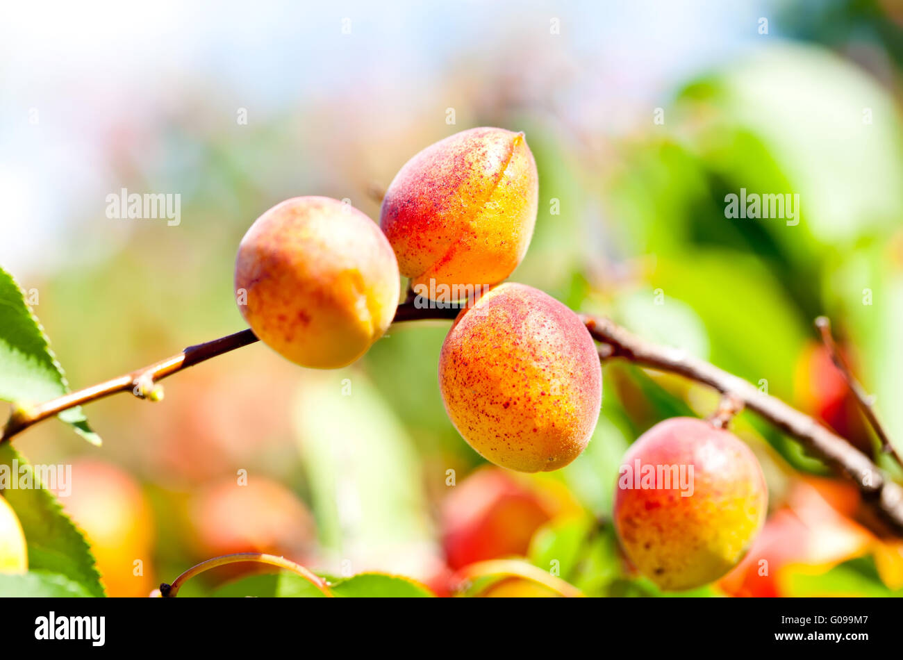 Ripe apricots on a branch among green leaves in summer Stock Photo