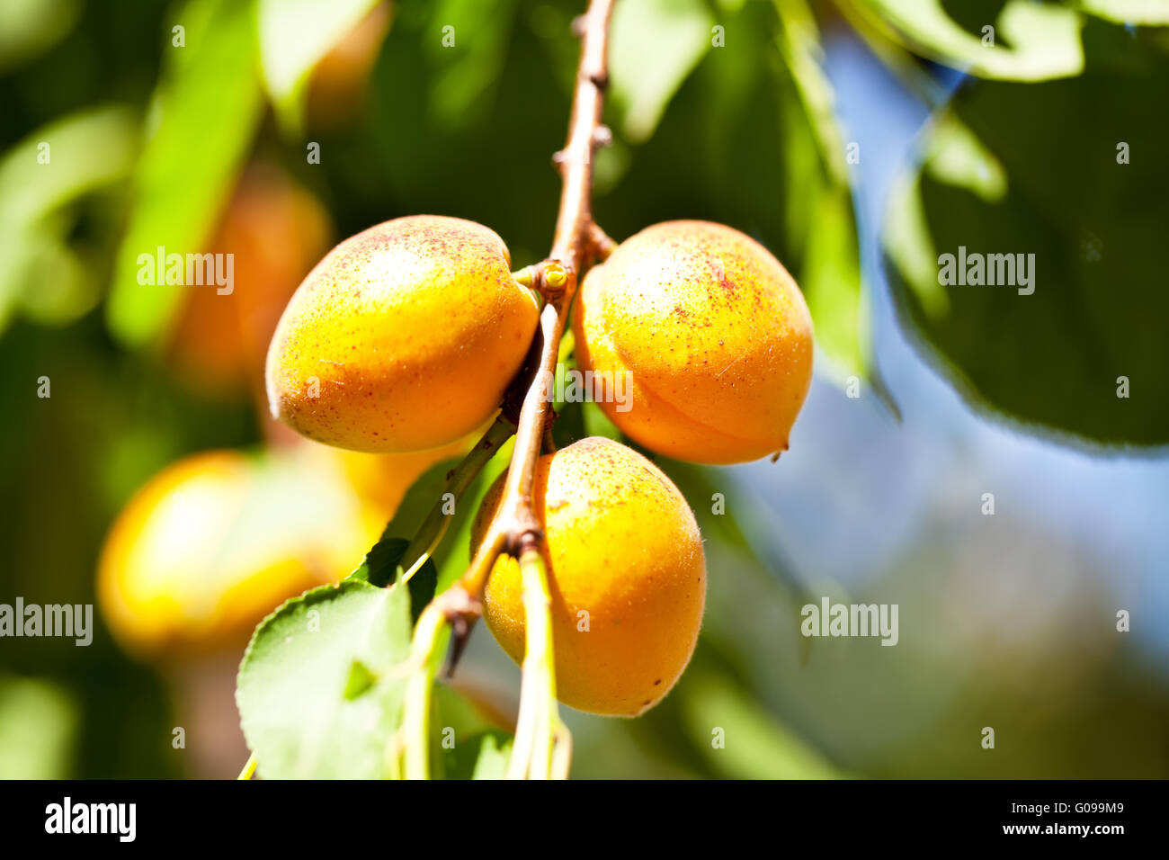 Three apricots on a branch among green leaves in summer Stock Photo