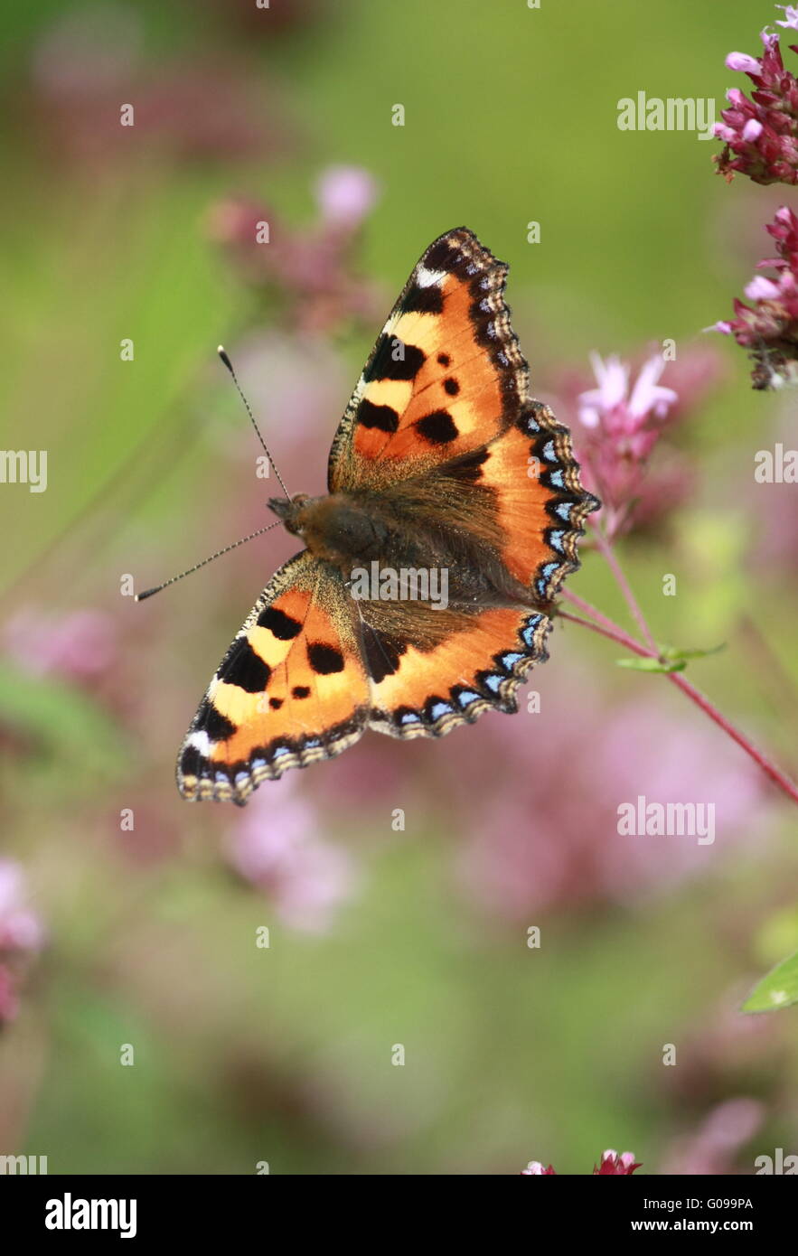 Butterfly, Small Tortoiseshell Stock Photo