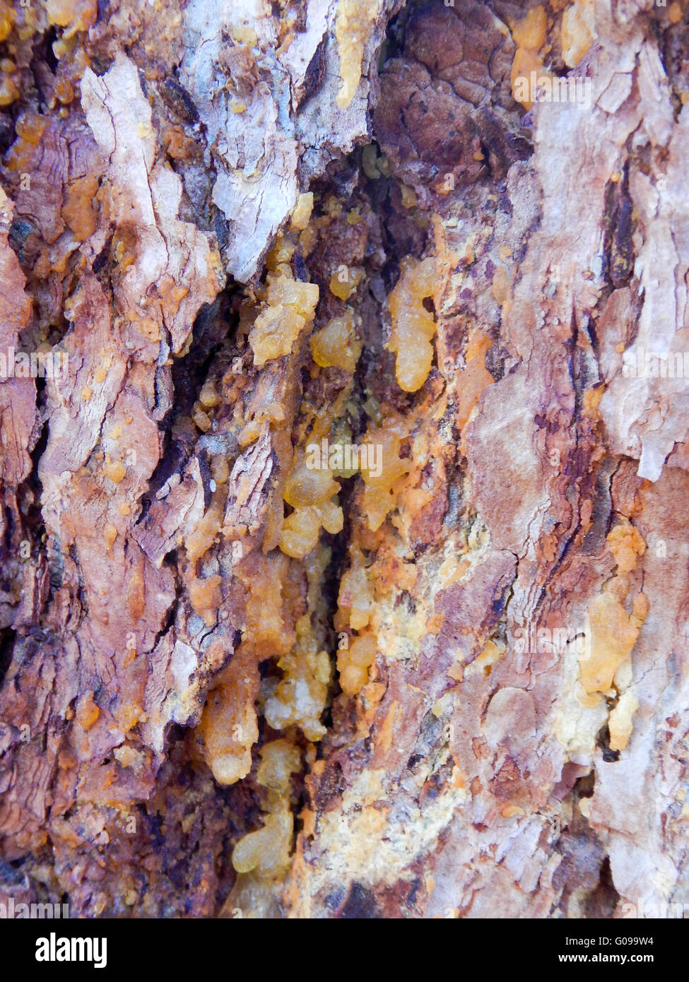 Pine tree bark texture Stock Photo