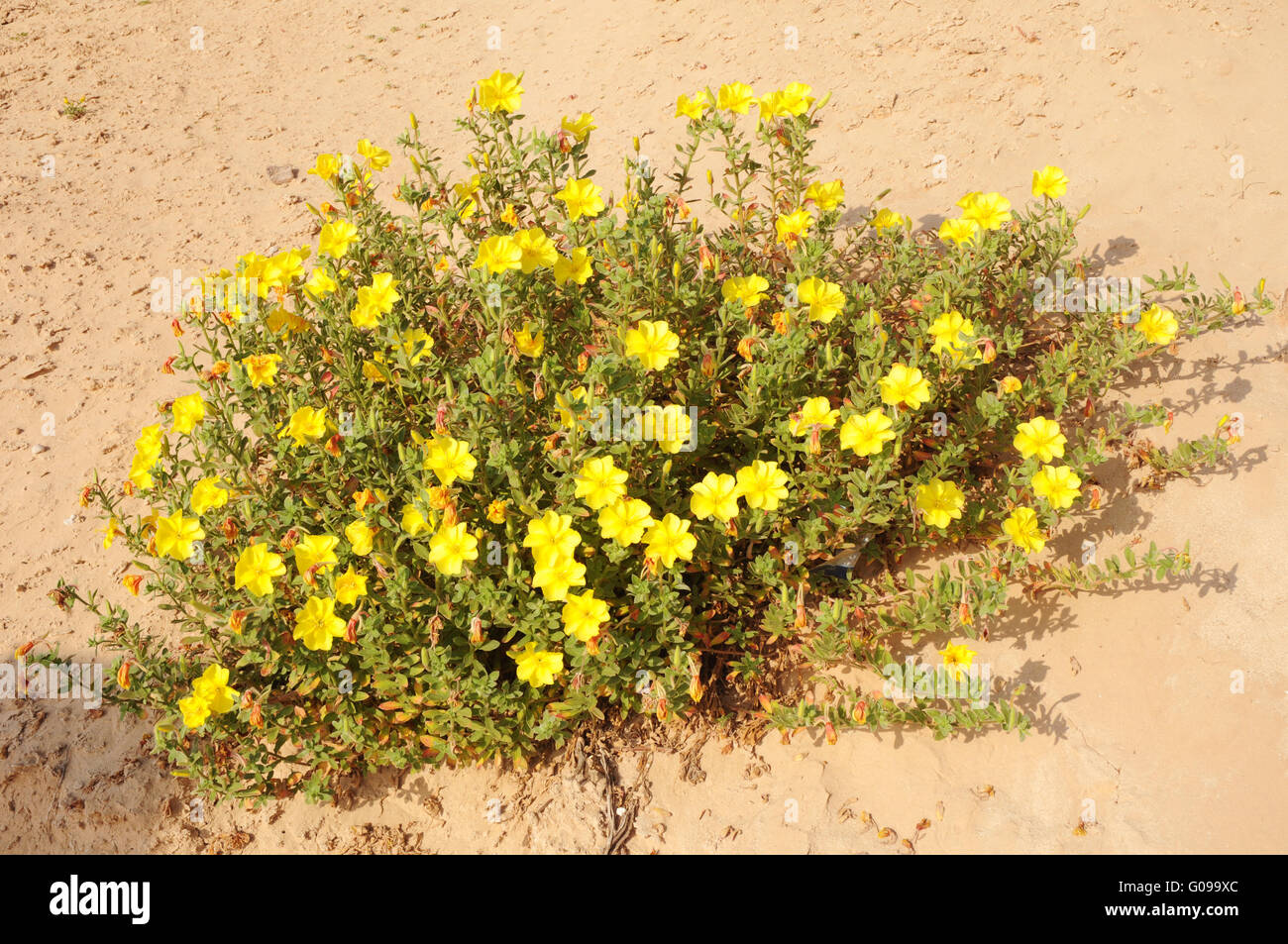 Evening primrose, Oenothera drummondii, Stock Photo