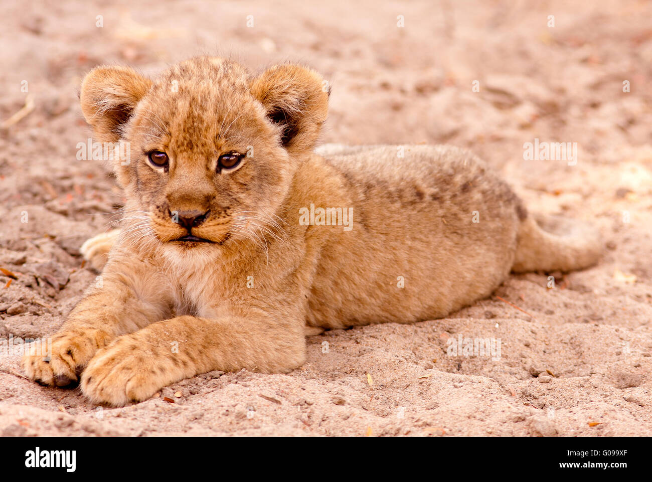 Cute Lion Cub Stock Photo Alamy