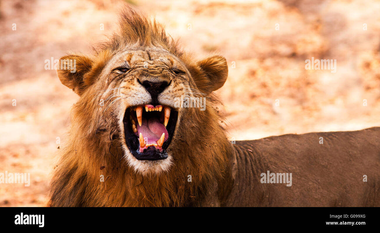 Lion displaying dangerous teeth Stock Photo