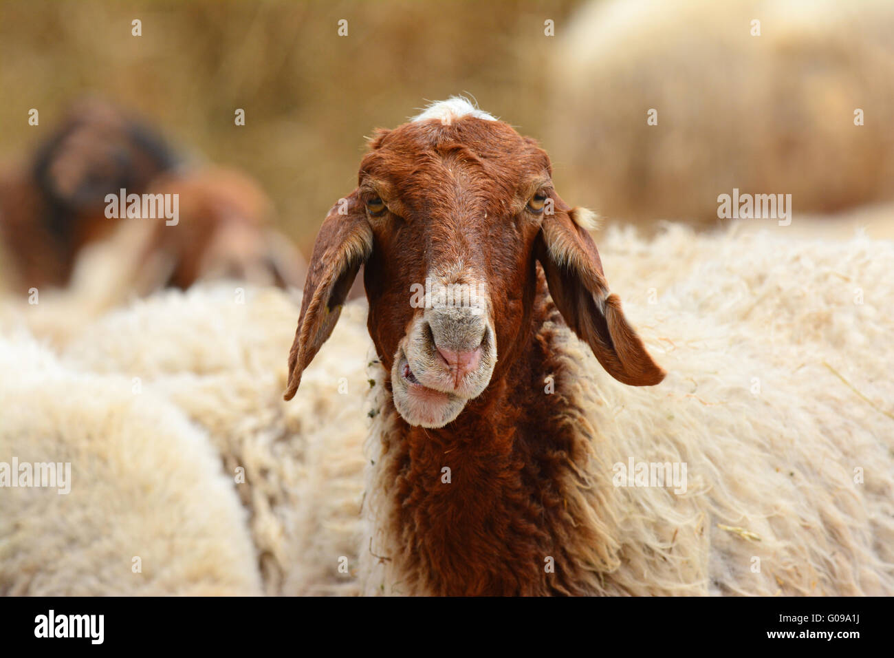 Funny sheep portrait Stock Photo Alamy